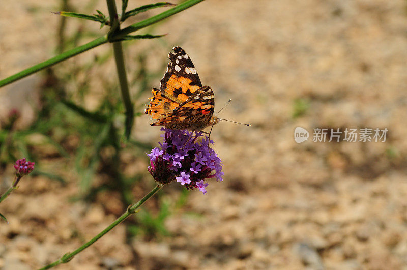 英国，Painted Lady Butterfly